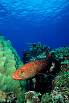 Tiger grouper {Mycteroperca tigris} Little Cayman Island, Caribbean Sea  (Non-ex).