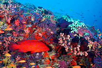 Coral Hind / grouper {Cephalopholis miniata} on coral reef, Maldives, Indian Ocean  (Non-ex).