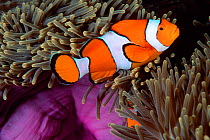 False clown anemonefish {Amphiprion ocellaris} amongst tentacles of Magnificent sea anemone, Thailand, Andaman Sea  (Non-ex).
