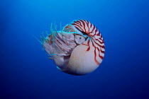 Pearly chambered nautilus {Nautilus pompilius}  Celebes Sea  (Non-ex).