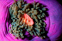 Pink anemonefish amongst tentacles of host sea anemone {Amphiprion perideraion} Great Barrier Reef, Australia  (Non-ex).