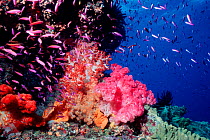 Soft coral seascape {Dendronephthya genus} with Fairy basslets (anthias) Pixie Pinnacle, Ribbon Reefs, Great Barrier Reef, Australia  (Non-ex).