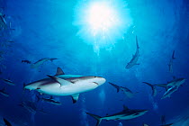 Caribbean reef sharks {Carcharhinus perezi} Walkers Cay, Bahamas, Caribbean  (Non-ex).