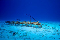 Spiny lobster migration march from juvenile to adult habitat {Panulirus argus} Bahamas, Caribbean  (Non-ex).