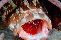 Nassau grouper {Epinephelus striatus} mouth being cleaned of parasites by clearner shrimp, Turks & Caicos, Caribbean Sea  (Non-ex).
