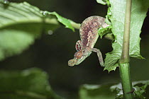 Single welded horn / Ruwenzori chameleon {Kinyongia xenorhina }, Virunga NP, Congo