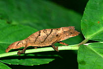 Dwarf chameleon {Rhampholeon spectrum} in rainforest, Mount Cameroon, Central Africa