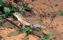 Male Iguanid lizard {Chaladron madagascariensis}, Morandava, Western Madagascar