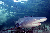 Female Lemon shark in shallow nursery lagoon {Negaprion brevirostris} Bimini, Bahamas, Caribbean  (Non-ex).