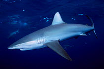 Galapagos shark profile {Carcharhinus galapagensis} Hawaii  (Non-ex).