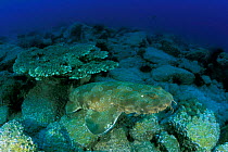 Wobbegong or Carpet shark {Orectolobus maculatus} Queensland, Australia  (Non-ex).