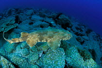 Wobbegong / Carpet shark {Orectolobus maculatus}  Queensland Australia  (Non-ex).