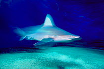 Sandbar shark abstract {Carcharhinus plumbeus} Hawaii ~(Non-ex).