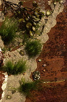 Common limpets {Patella vulgata}, winkles and seaweed in rock pool. UK