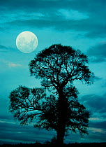 Full moon over silhouette of English elm tree {Ulmus procera} UK