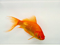 Goldfish {Carassius auratus} captive