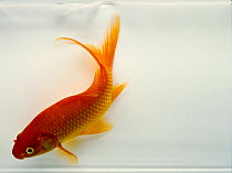 Goldfish {Carassius auratus} captive