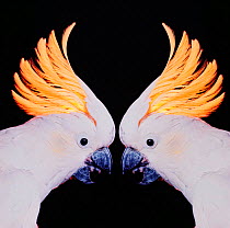 Two Sulphur crested cockatoos head to head, facing each other {Kakatoe galerita} captive