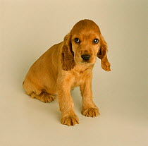 Cocker spaniel puppy portrait {Canis familiaris} UK