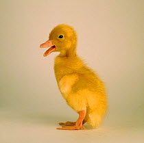 Domestic duckling quacking, UK