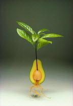 Avocado fruit growing shoots, leaves and roots {Persea americana}