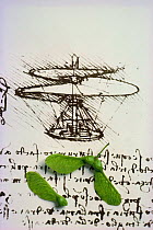 Sycamore seeds {Acer pseudoplatanus} and Leonardo da Vinci sketch of flying machine.