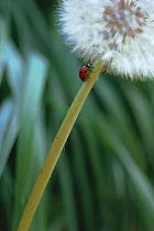 Dandelion seedhead {Taraxacum vulagaria} + Ladybird.