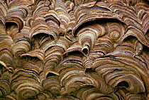 Close up of Common wasp nest {Vespula vulgaris} UK