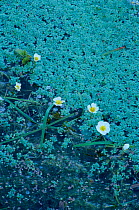 Water buttercup in flower on pond {Ranunculus aquaticus} covered with Duckweed, UK