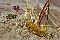Wild pansy in flower on sand dune {Viola tricolor}