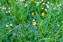 Germander speedwell {Veronica chamaedrys} Buttercups and Daisies - wildflowers, UK