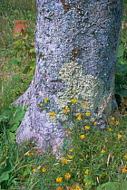 Birdsfoot trefoil {Lotus cornculatus} flowering at base of lichen covered tree trunk. UK