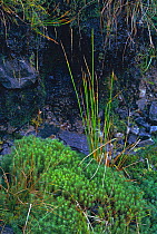 Polytrichium moss {Polytrichium commune} in damp habitat. UK