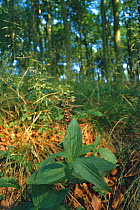 Broad leaved helleborine {Epipactus helleborine} flowering in woodland, UK