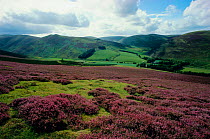 Open moorland with Heather {Calluna vulgaris} in flower, Strathclyde, Scotland, UK