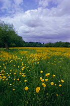 Buttercups flowering in flood meadow {Ranunculus acris} UK