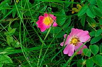 Dog rose flowers {Rosa canina} UK