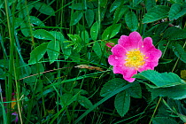 Dog rose flower {Rosa canina} UK