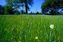 Marguerite / ox-eye daisy {Leucanthemum vulgare} + Buttercups in hay meadow. UK