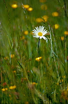 Marguerite / ox-eye daisy {Leucanthemum vulgare} + Buttercups in hay meadow. UK