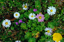 Common daisy flowers {Bellis perennis} UK