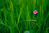 Common daisy flower opening amongst grass {Bellis perennis} UK