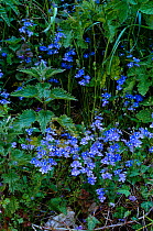 Germander speedwell flowering {Veronica chamaedrys} UK