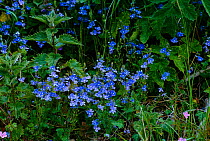 Germander speedwell flowering {Veronica chamaedrys} UK