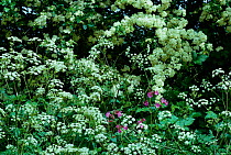Cow parsley flowering by Hawthorn hedge {Anthriscus sylvestris} UK
