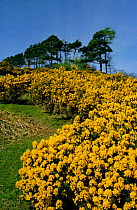 Gorse bushes in flower {Ulex europaeus} UK
