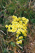 Common primrose {Primula vulgaris} UK