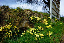 Common primroses flowering on bank {Primula vulgaris} UK
