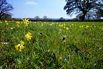 Cowslips flowering in meadow {Primula veris} UK