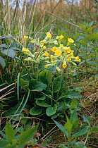 False oxlips flowering in woodland {Primula veris x vulgaris} Primrose x Cowslip